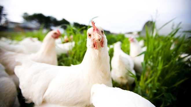 Galinhas no meio do campo