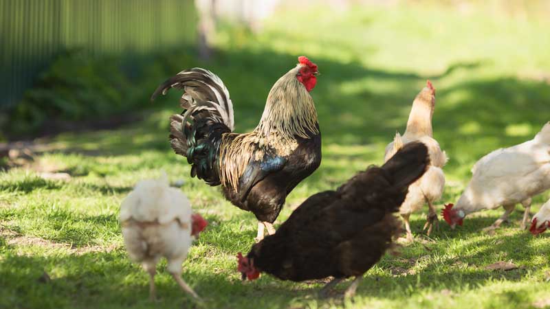 galos e galinhas num campo verde