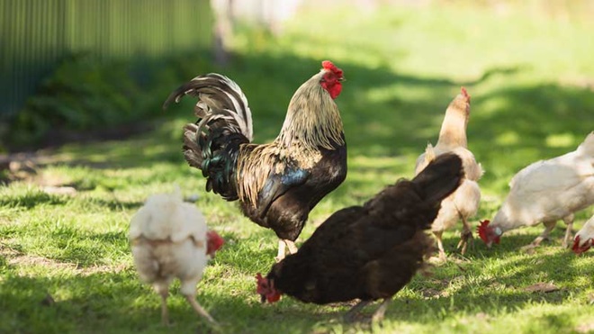 galos e galinhas num campo verde