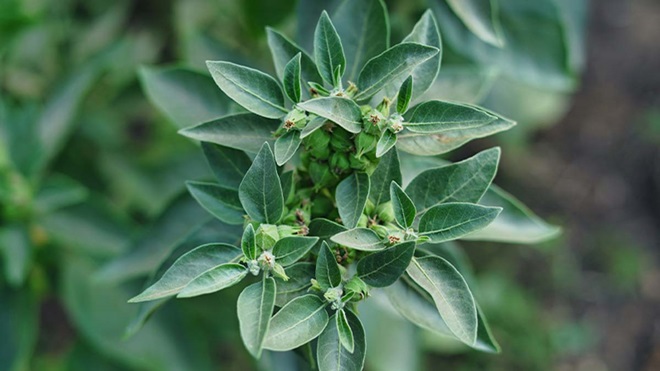 ashwagandha