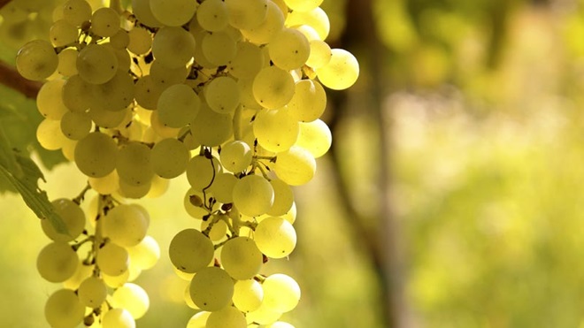 Sauvignon Blanc