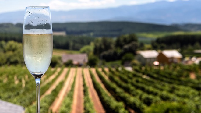 Copo de vidro estreito (flute) servido com espumante gelado; vinha em pano de fundo