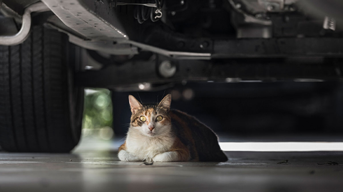 Gato europeu comum deitado a relaxar debaixo de automóvel