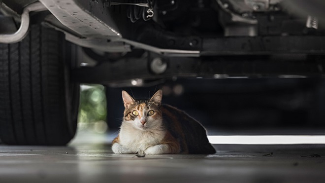 Gato europeu comum deitado a relaxar debaixo de automóvel