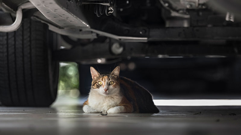 Gato europeu comum deitado a relaxar debaixo de automóvel