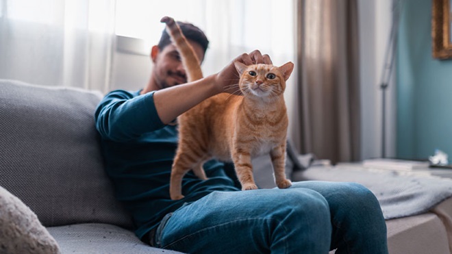 homem sentado no sofá com gato amarelo ao colo