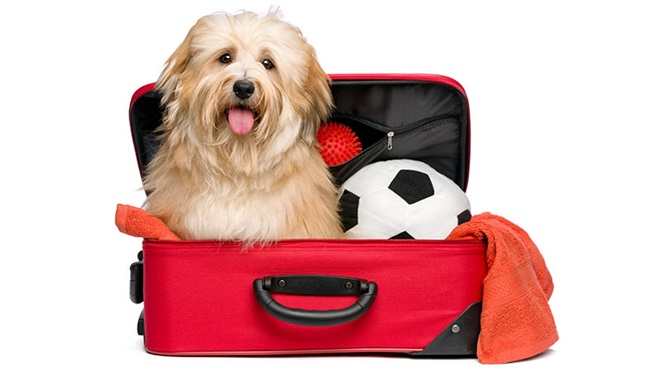 Cão dentro de uma mala de viagem 