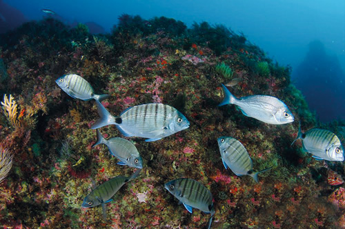 Do Porto ao Algarve: Onde fazer e quanto custa um curso de mergulho De novo no mar: o mergulho pode chegar aos 18 metros.
