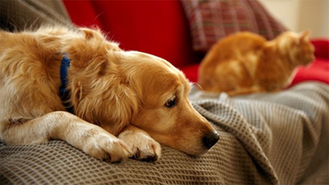 Animais de estimação: obrigações dos donos