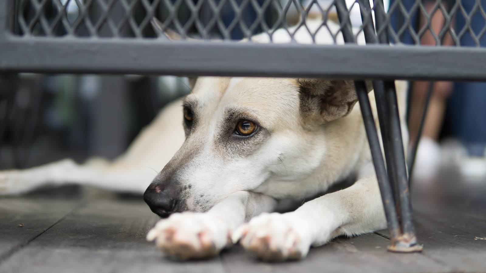 Familias Vao Poder Acolher Animais Abandonados