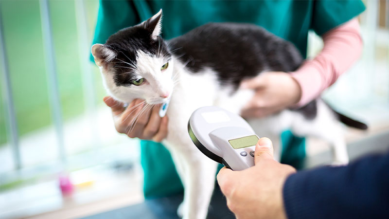 Identificação de cães, gatos e furões: regras e registos