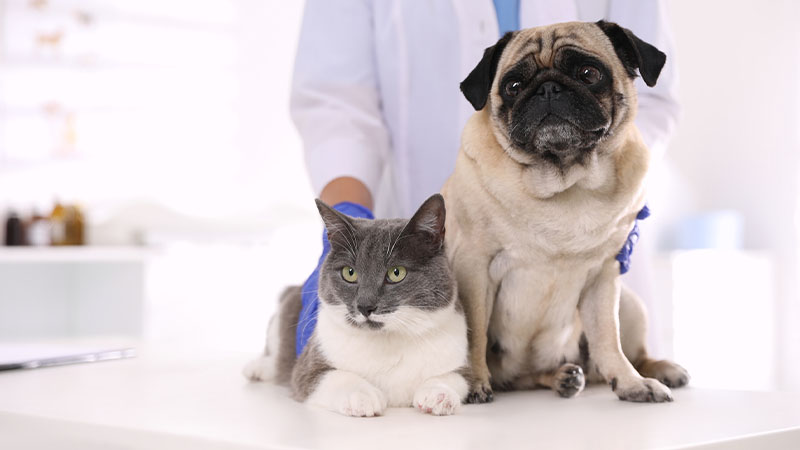 Vacinas obrigatórias e recomendadas para cães e gatos