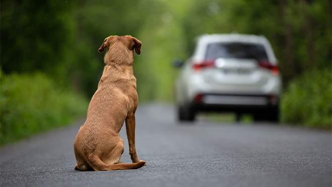 Cão sentado no meio de uma estrada observa um carro afastar-se, com vegetação verde nas margens.