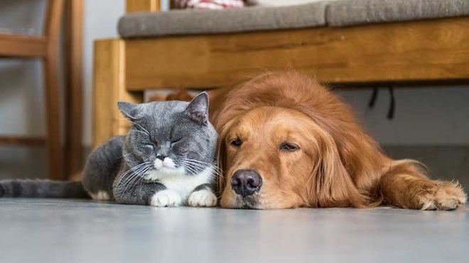 Gato e cão