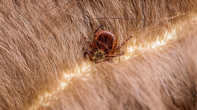 Uma carraça no meio do pelo de um animal