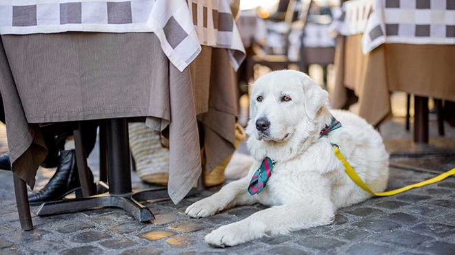 Cão de trela deitado no chão do restaurante