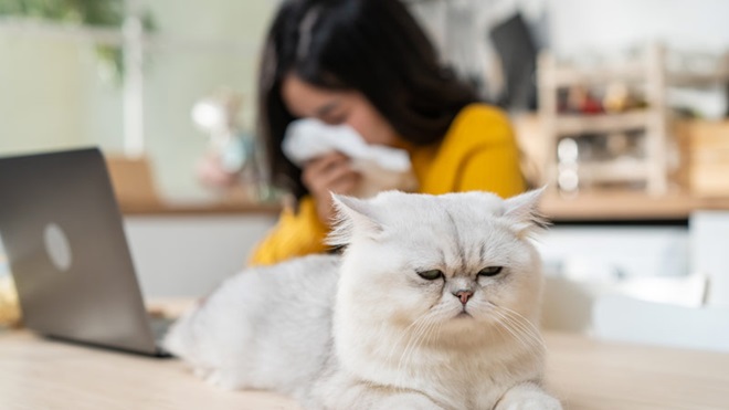 Senhora a espirrar ao pé de um gato branco