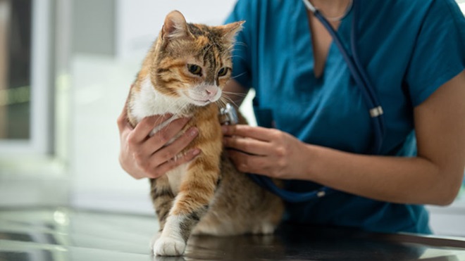 Gato de pelo amarelo e branco a ser examinado por uma veterinária