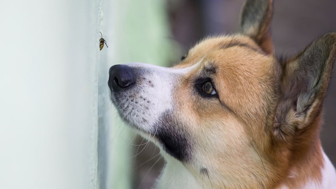 Cão com o focinho encostado a uma parede onde se encontra uma abelha