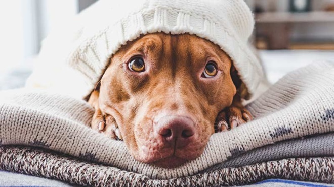 cão com frio debaixo de cobertores