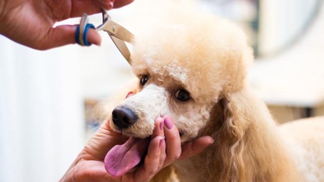 Cão de raça caniche de pelagem bege a ser tosquiado