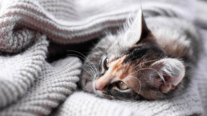 proteger gatos do frio