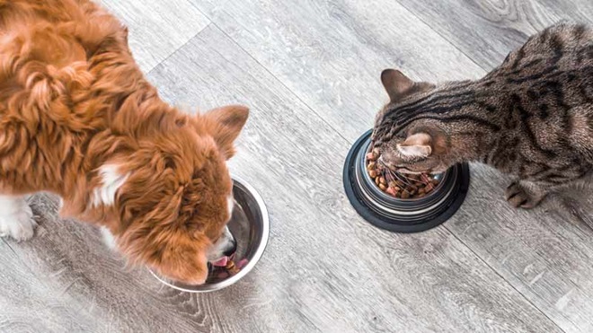 cão e gato a comerem