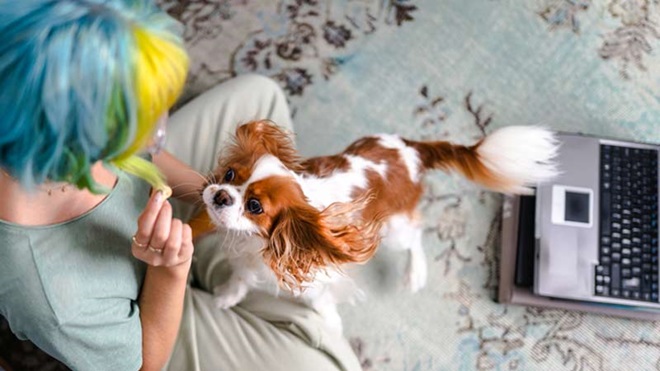 Produtos para animais: quais os supermercados online mais baratos