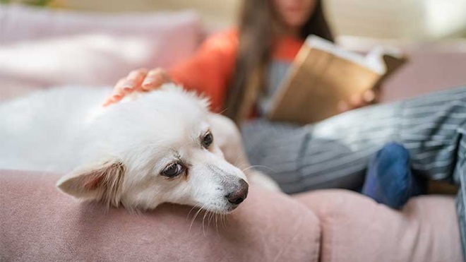 cão deitado no sofá ao lado da dona