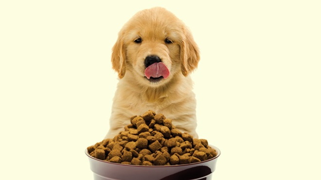 Cão perante um prato de ração