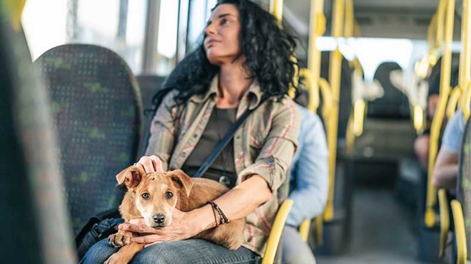 Cão no autocarro ao colo de rapariga