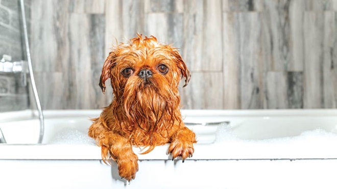 Cão na banheira a tomar banho