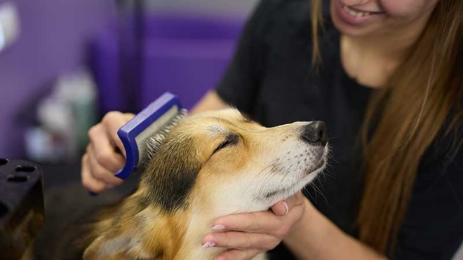 Mulher a escovar o cão