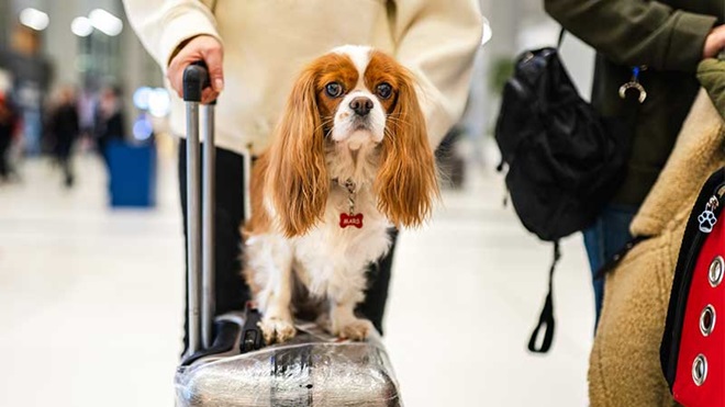 Cão em cima de uma mala no aeroporto