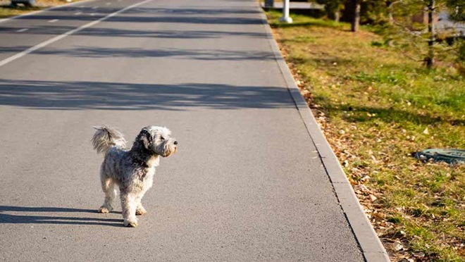 Cão de pequeno porte numa estrada 