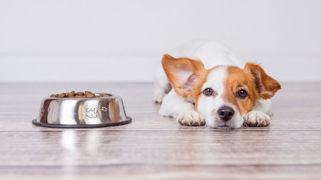 Pequeno cão castanho e branco deitado ao lado de uma gamela de alumínio com ração seca