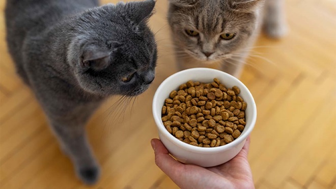 Tutor a apresentar taça com ração seca a dois gatos
