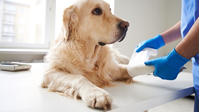 Cão com pata aleijada e ser tratado por veterinário