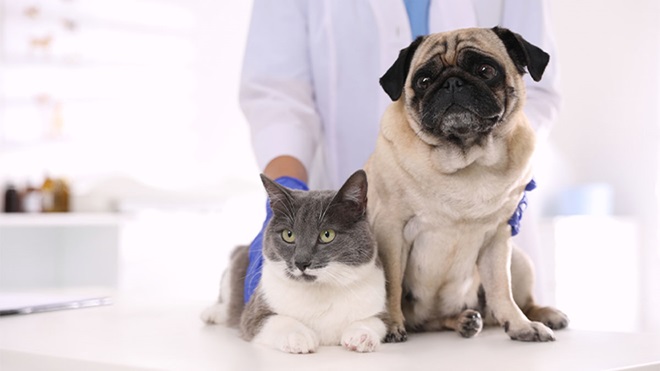 Cão e gato sentados lado a lado numa marquesa de clínica veterinária, com uma pessoa de bata ao fundo.