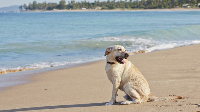 cão branco à beira mar na praia