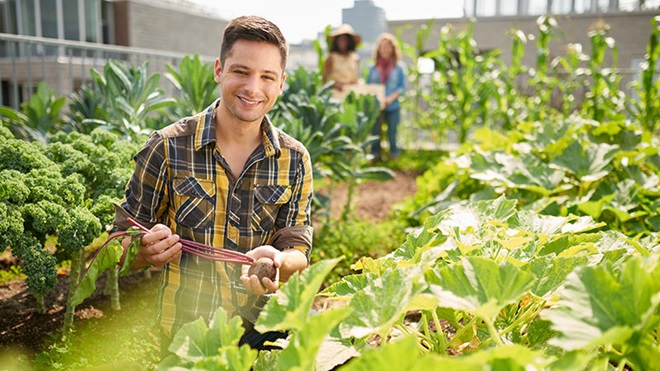 agricultor em horta urbana a plantar legumes