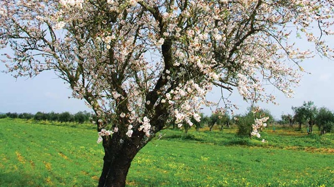 árvore florida no campo alentejano