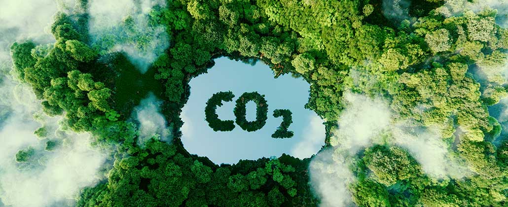 Floresta e CO2