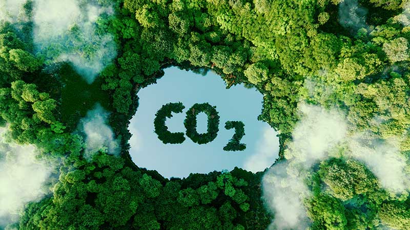 Floresta e CO2