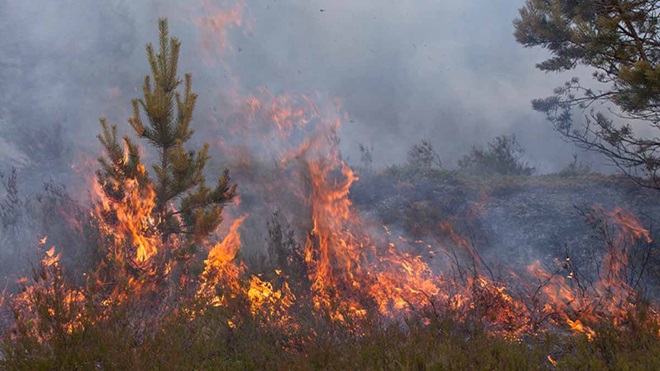 Incêndio numa floresta