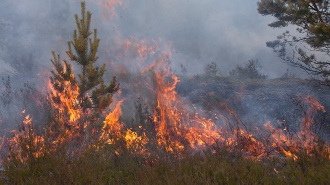 incêndio numa floresta