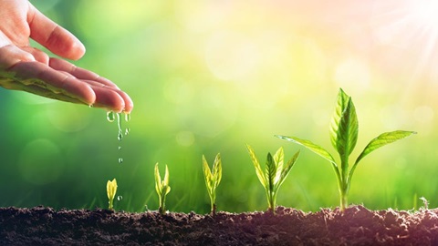 No canto superior esquerdo, vemos o plano cortado de uma mão inclinada para baixo, da qual caem umas pingas de água até à parte inferior da imagem. Na parte inferior da imagem, uma faixa de terra onde estão plantadas cinco plantas da mesma espécie, cada uma numa fase de desenvolvimento diferente, e organizadas cronologicamente, onde a planta na fase mas inicial está mais à esquerda, e a planta mais desenvolvida está mais à direita. O fundo da imagem é desfocado, sendo apenas perceptível a cor verde e algumas luzes indistintas, resultantes do reflexo da luz do sol.