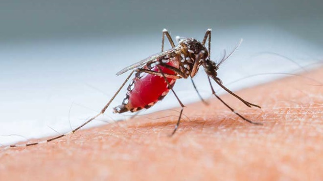 Viagens: proteja-se de doenças tropicais causadas por mosquitos