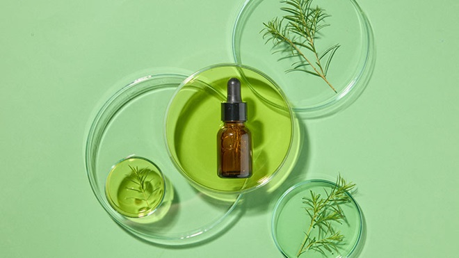 Óleo de árvore de chá num frasco castanho, pequenos recipientes de vidro transparente com amostras da planta por baixo, fundo verde
