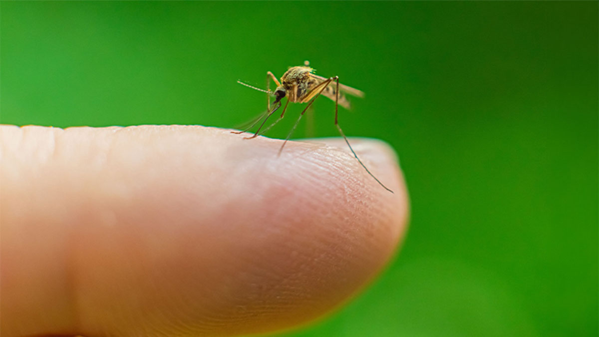 Mosquito em cima de dedo
